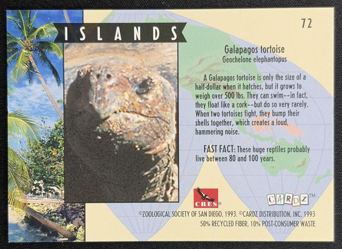 Turtle Card back
