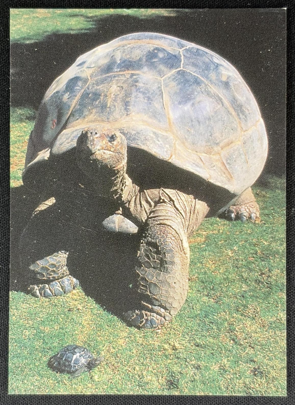 Turtle Card front