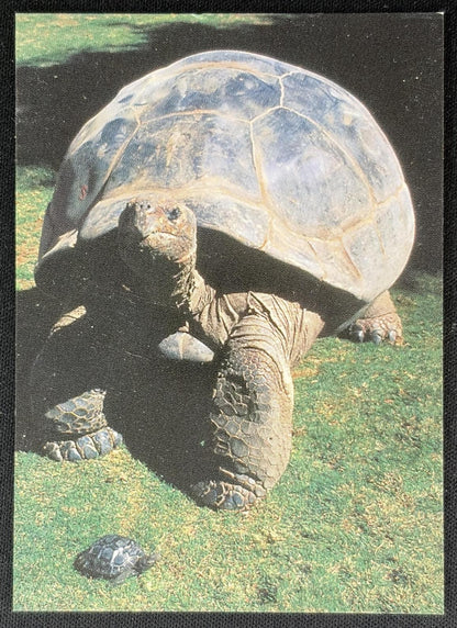 Turtle Card front
